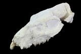 Oreodont (Merycoidodon) Partial Skull - Wyoming #95058-5